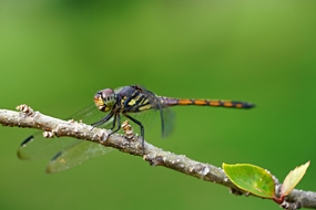 停落在树枝上的蜻蜓图片
